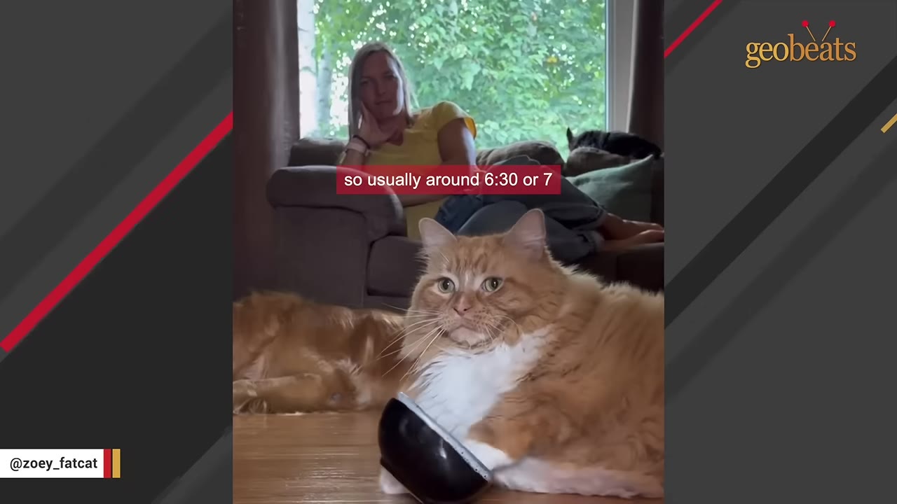 A fluffy orange and white cat named Zoey sits on a wooden floor rocking a black bowl with her paw, while a woman sits on a couch in the background.