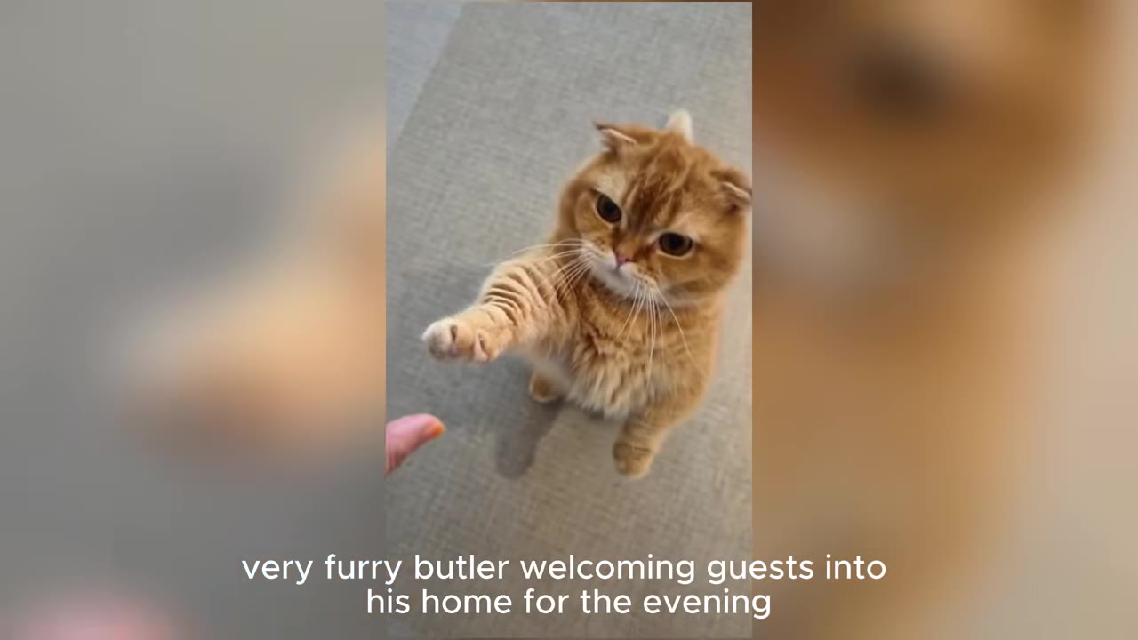 An orange Scottish Fold cat standing on its hind legs, reaching out its paw to greet a person's hand.