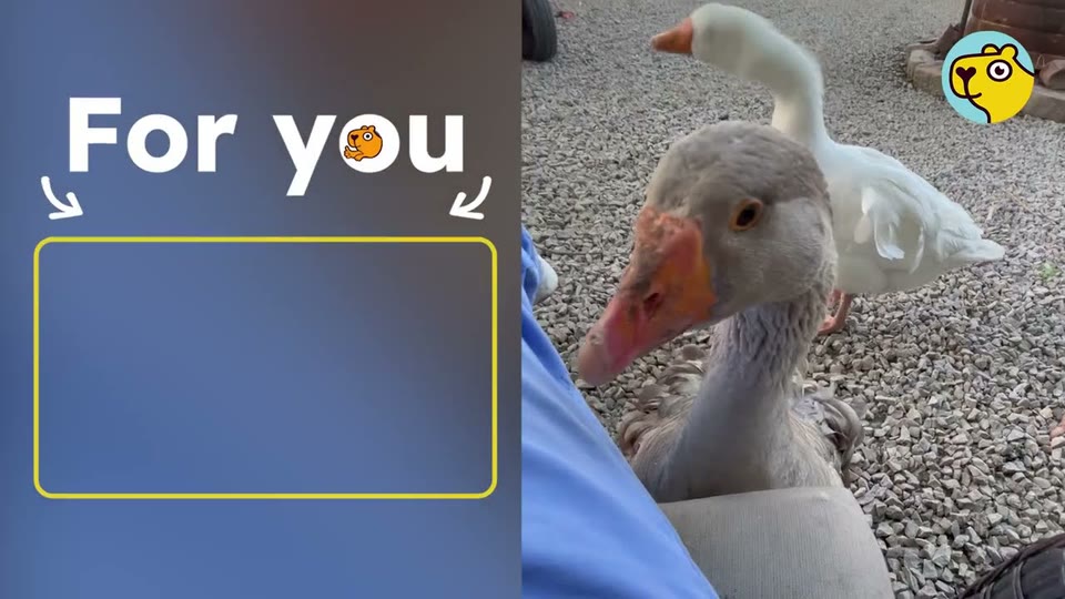 Video frame for The Goose Who Hates Water