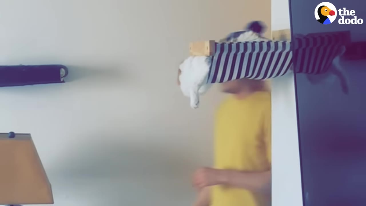 A white and orange cat reaches down from a striped wall-mounted hammock toward a person in a yellow shirt.