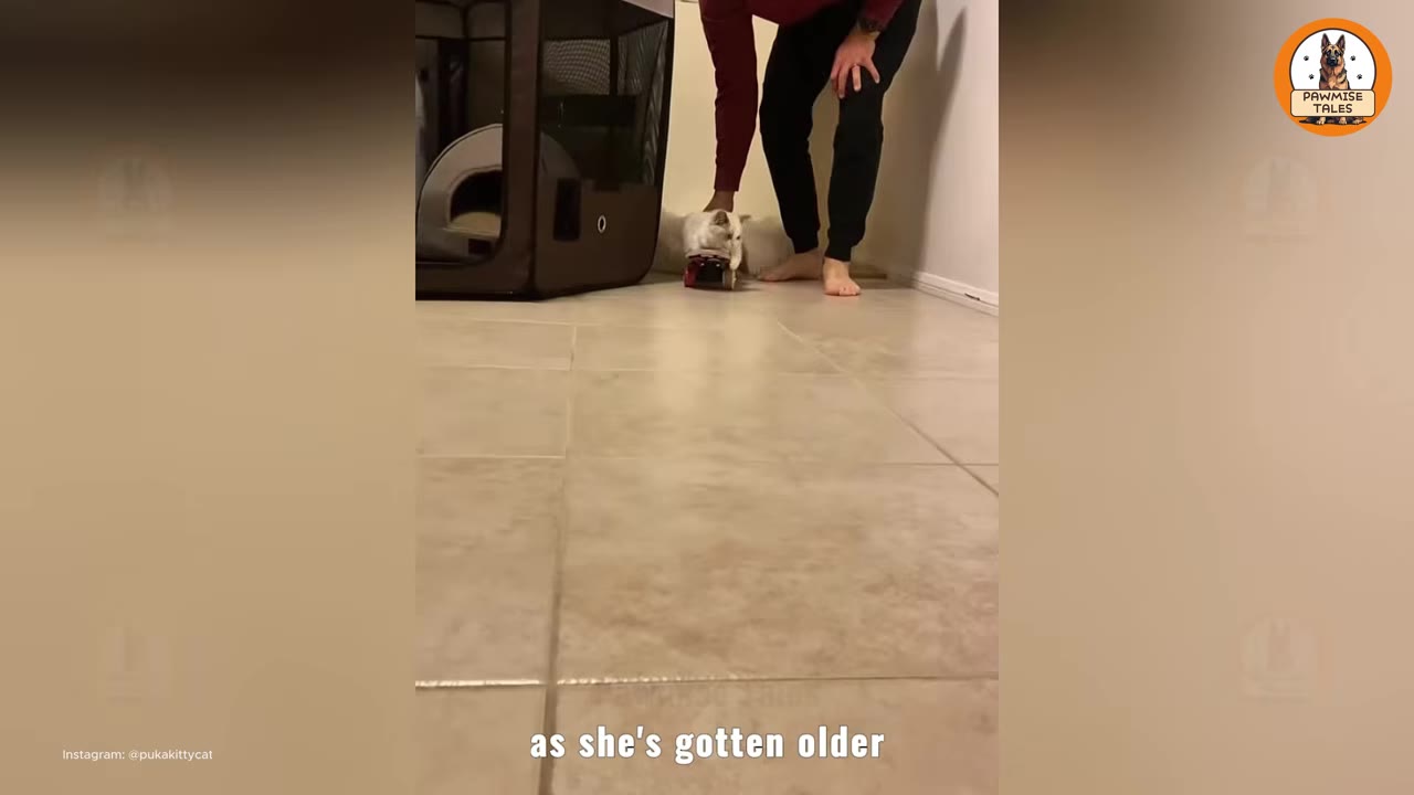 A light-colored cat stands on a small skateboard in a tiled hallway as a person stands nearby.
