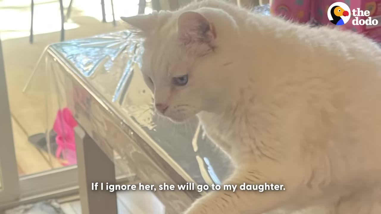 A white cat with blue eyes sits on a table covered with a clear plastic tablecloth, looking down with a serious expression.