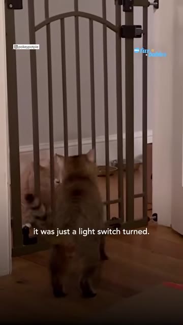 A tabby cat stands on its hind legs looking through a metal pet gate at another cat on the other side, with the subtitle 'it was just a light switch turned.' on the screen.