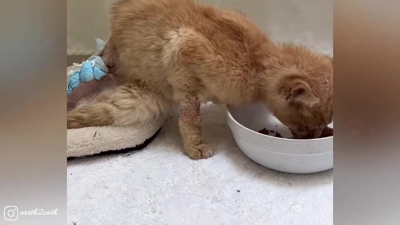 An injured orange cat with a bandage on its front leg and a blue wrap on its hindquarters eats food from a white bowl.