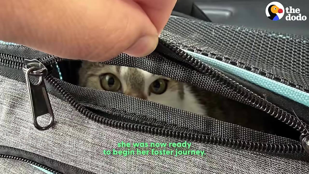 A close-up shot of a tabby kitten with wide eyes peeking out from a partially unzipped grey fabric pet carrier.