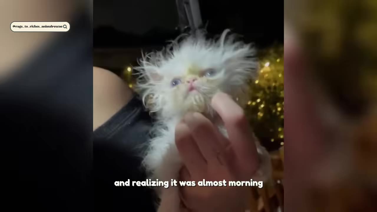 A close-up shot of a tiny, scruffy white kitten with blue eyes being gently held in a person's hand at night.