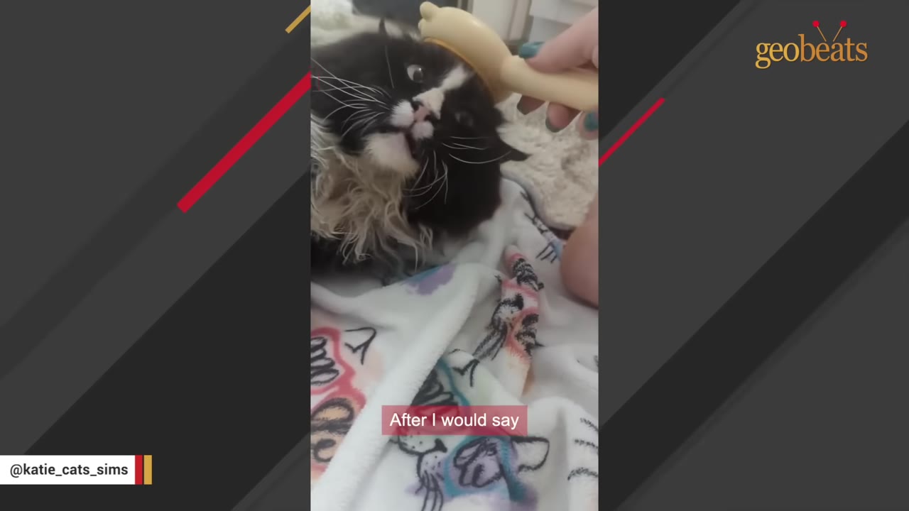 A black and white cat lying on a patterned blanket looks up as a hand gently brushes its head with a yellow pet brush.