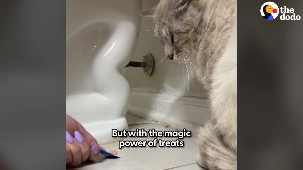 A close-up shot of a light-colored cat sitting on a bathroom floor next to a toilet, looking down at a treat being offered by a hand with purple nail polish.