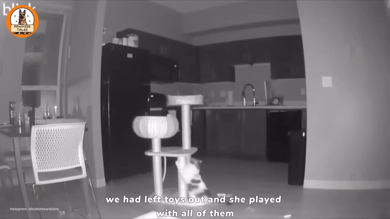 A black-and-white night-vision camera view of a kitchen and dining area, showing a calico cat playing at the base of a cat tree in the center of the room.