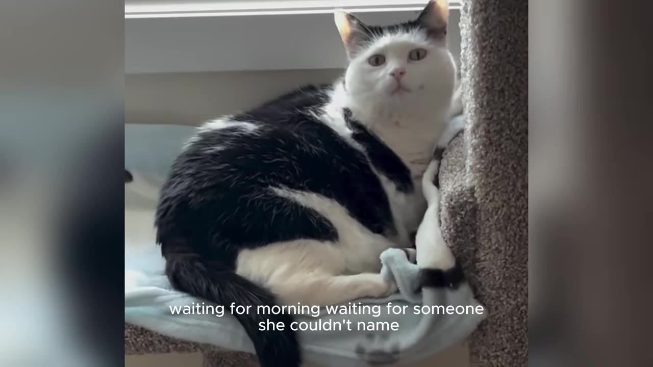 A black and white cat sits on a cat tree bed, looking forward with a solemn expression.