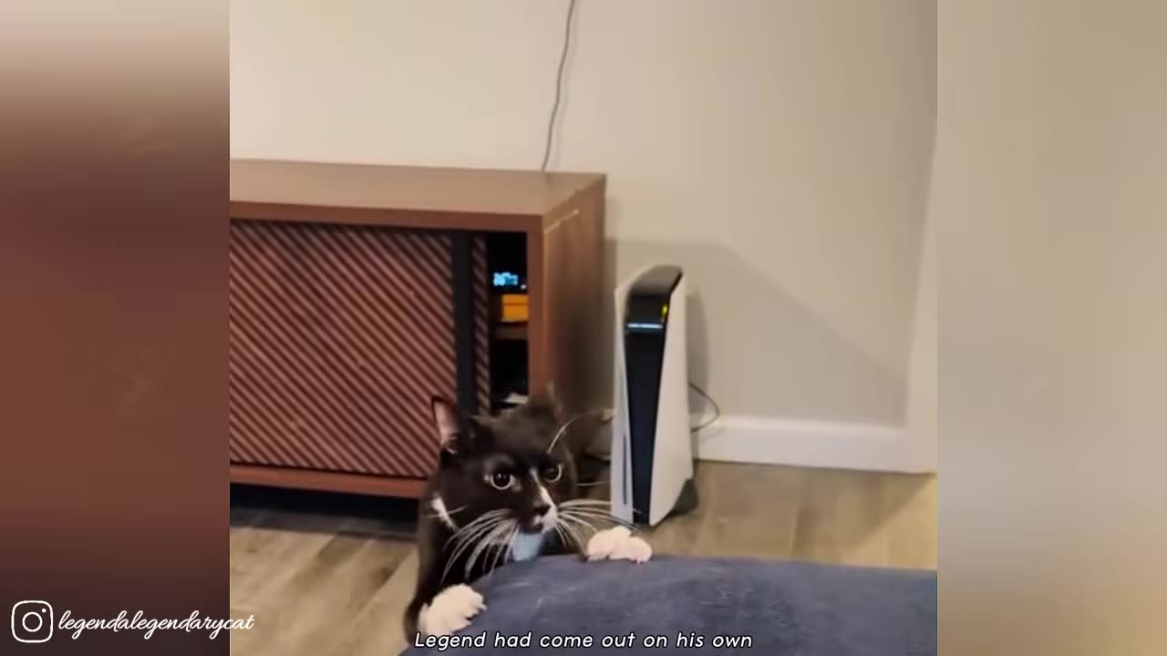A black and white tuxedo cat named Legend peeks over the edge of a blue cushion, looking alertly towards the camera in a living room.
