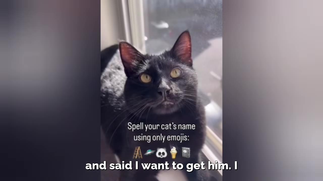 A close-up of a black cat with wide, bright yellow eyes looking up alertly near a window.