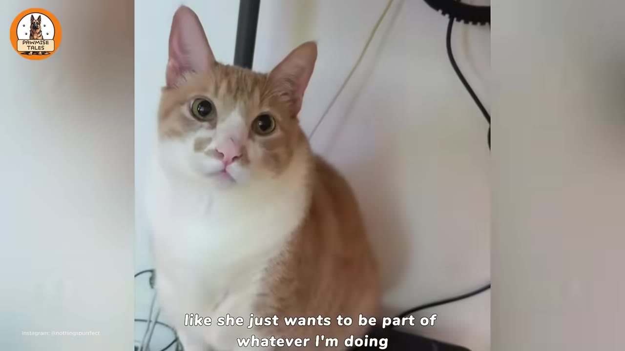 A close-up of an orange and white cat looking directly at the camera with wide, curious eyes.