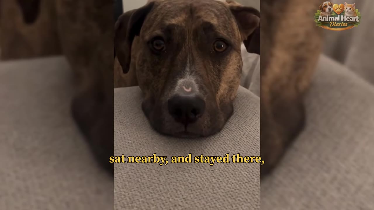 A close-up shot of a brindle dog resting its head on a grey cushion, looking directly into the camera with wide, expressive eyes.
