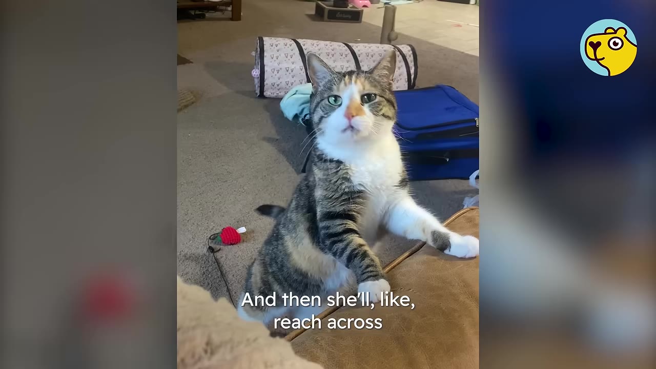 A calico tabby cat stands on its hind legs, propping itself up against a brown leather couch and reaching one white paw forward.