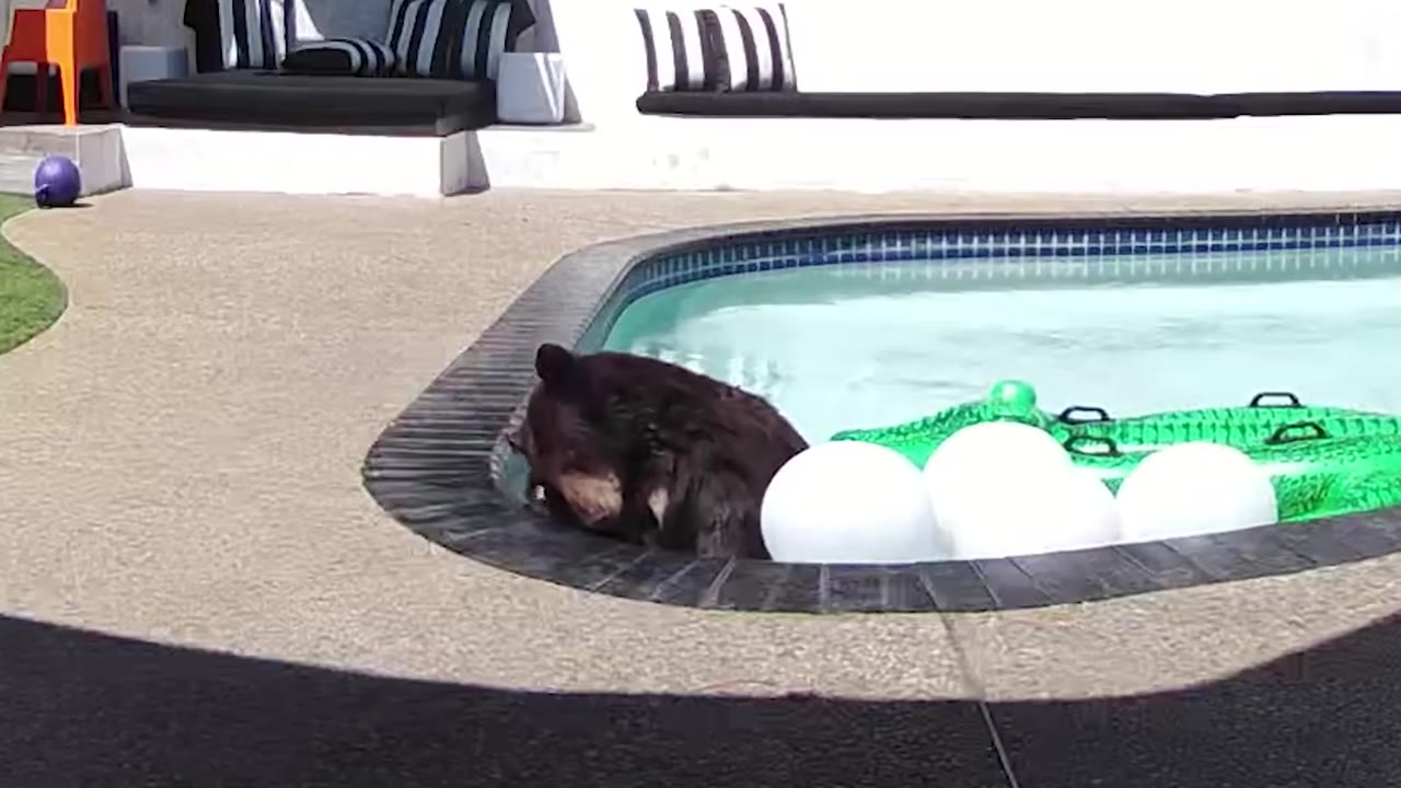 A black bear cools off in a backyard swimming pool next to white inflatable balls and a green pool float.