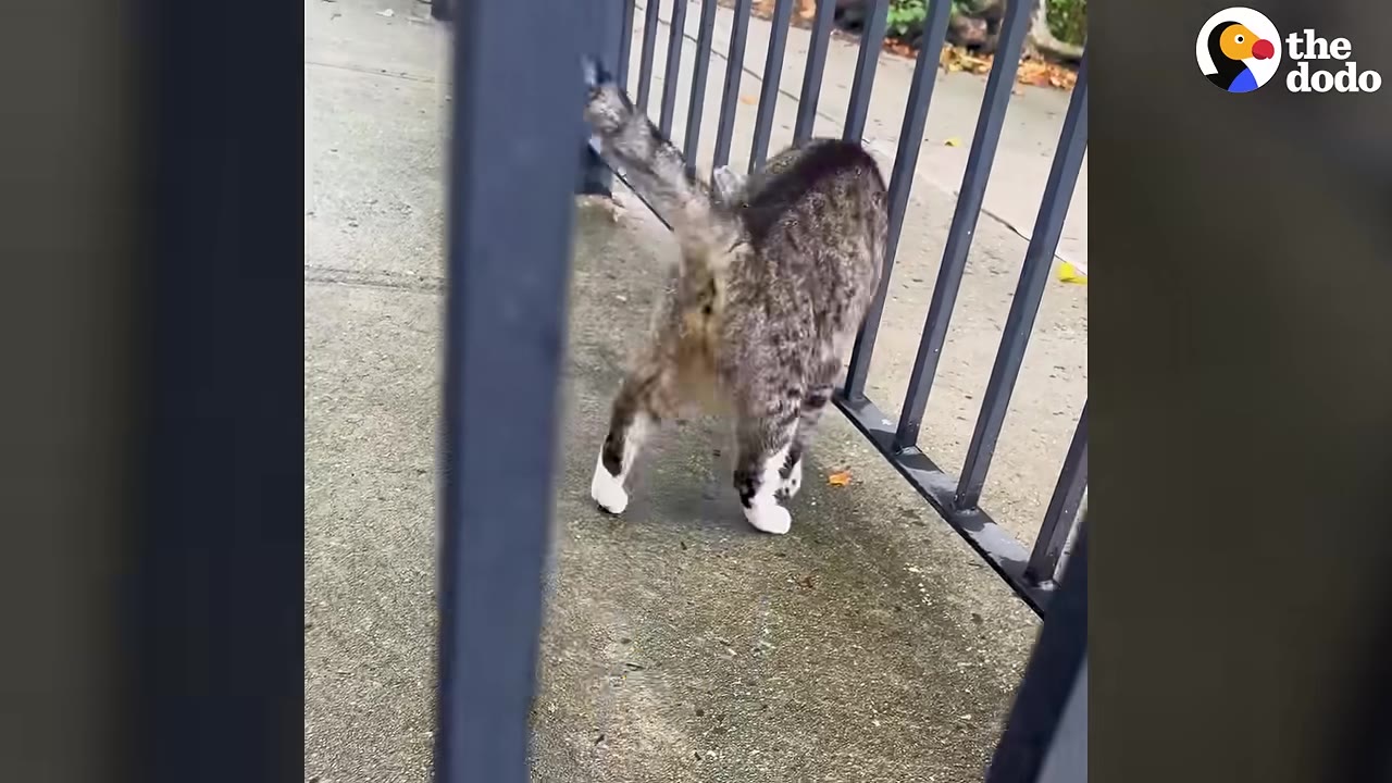 A tabby cat with white paws stands on a concrete sidewalk next to a black metal fence.