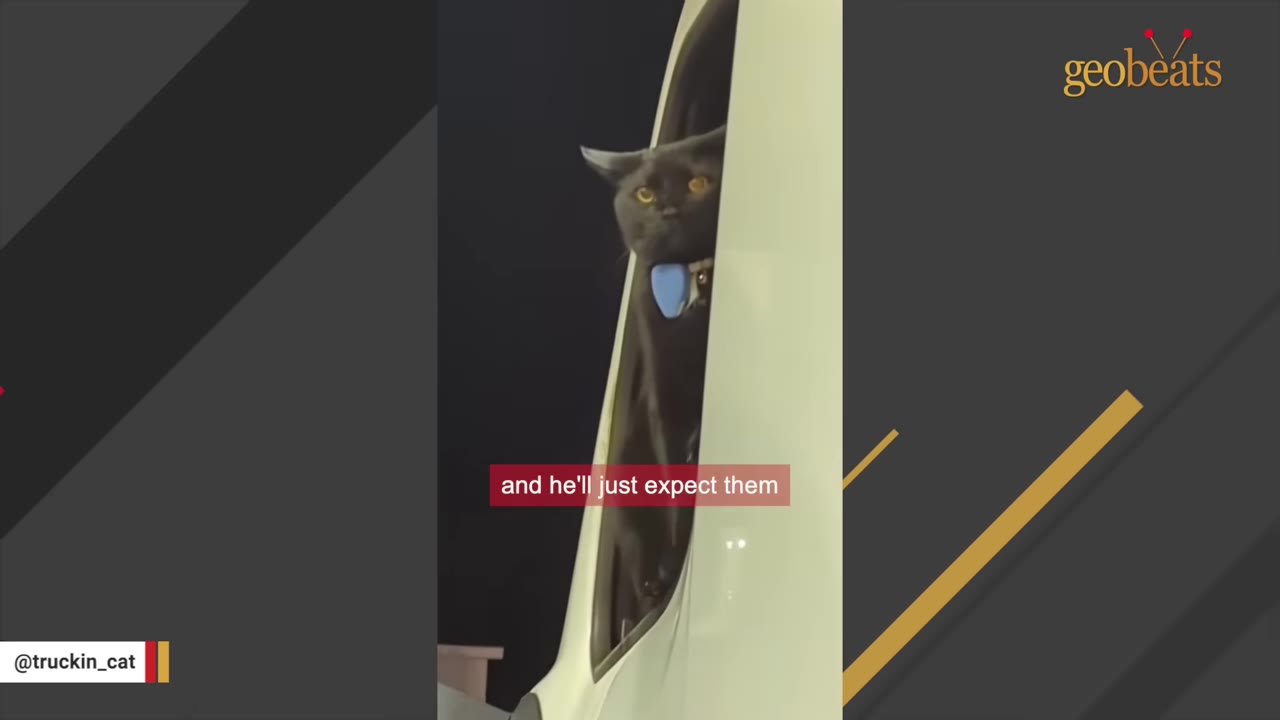 A black cat with yellow eyes and a blue collar looks out of a truck window at night.