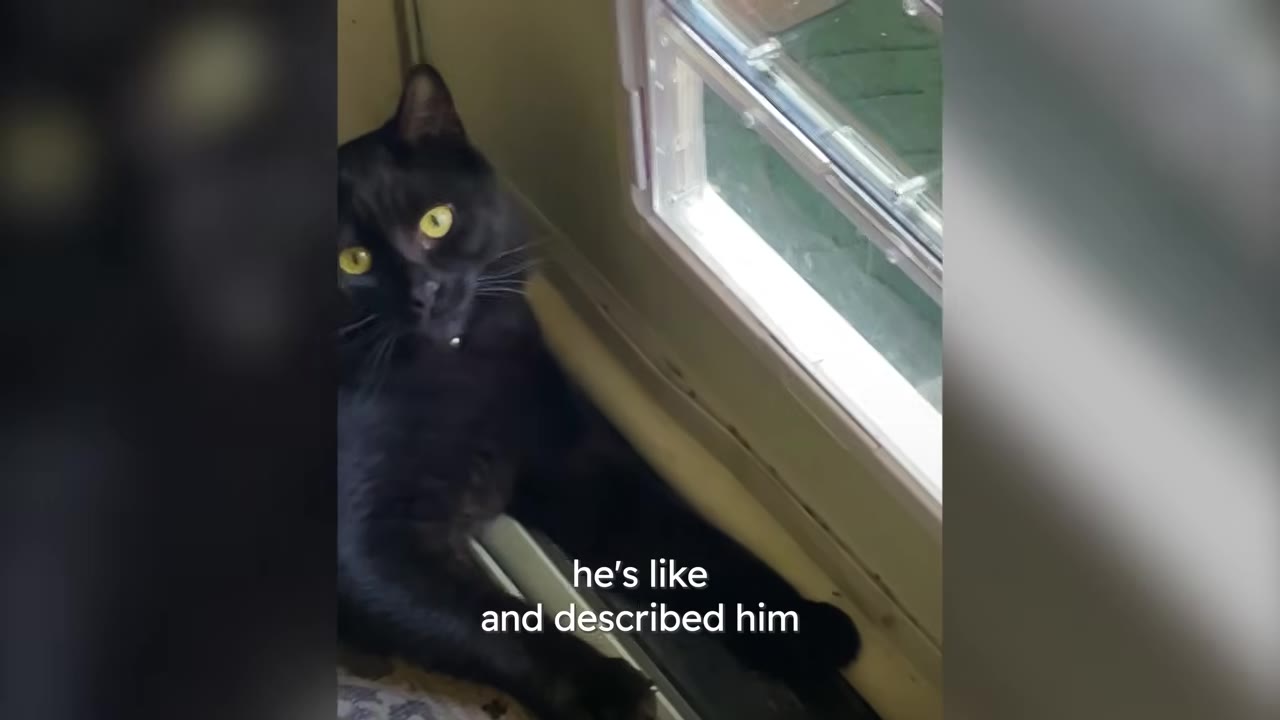 A close-up shot of a black cat with bright yellow eyes looking directly at the camera while lying next to a window.