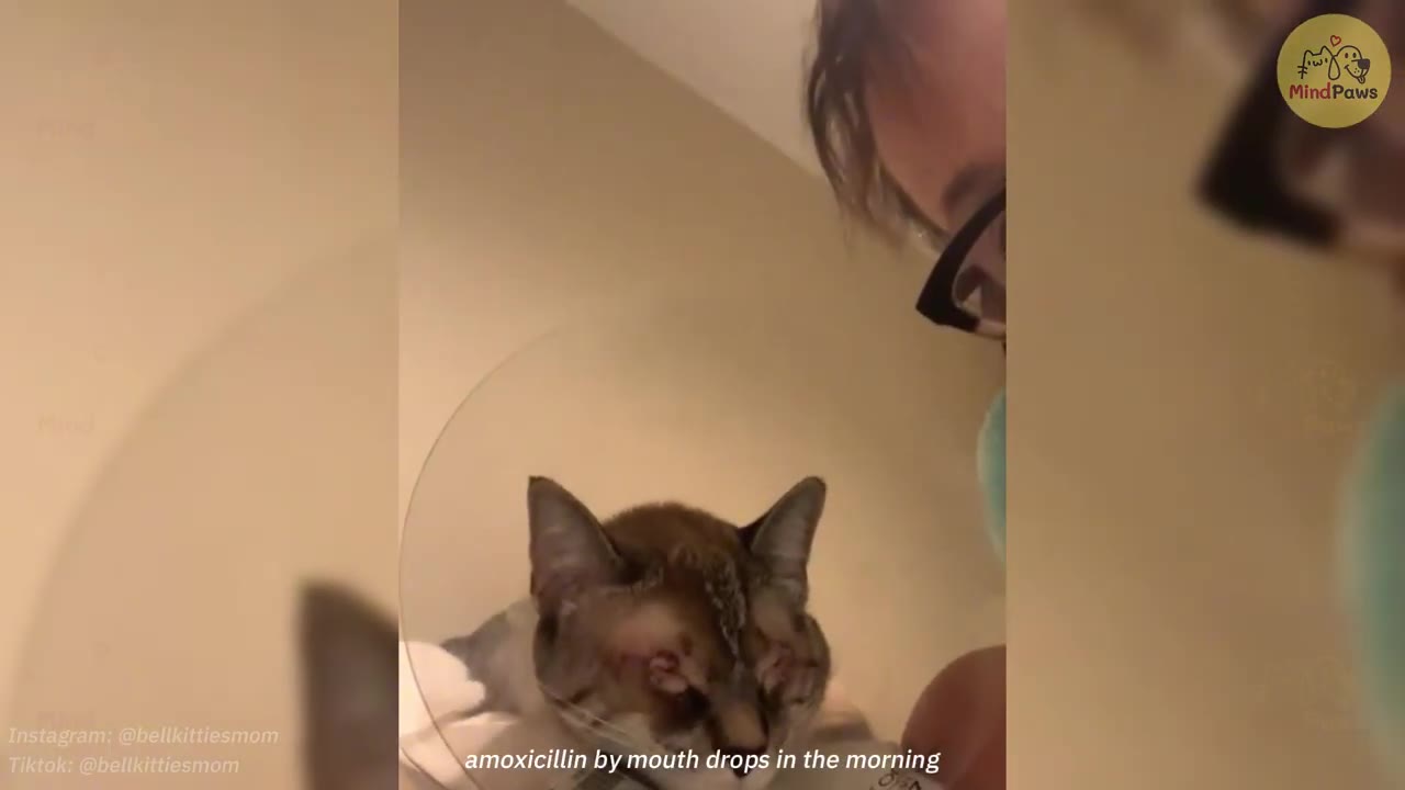 A close-up shot of a cat wearing a protective plastic cone while a person leans over to administer medication, with text overlay reading 'amoxicillin by mouth drops in the morning'.