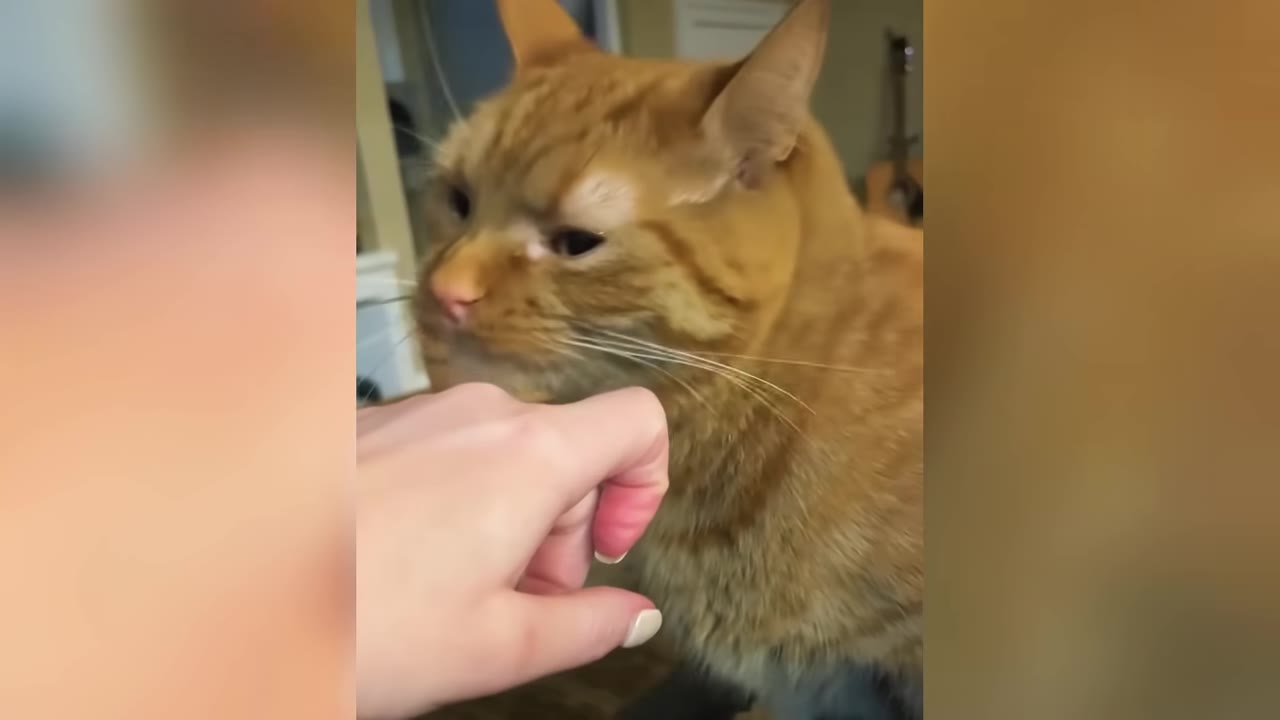 A person's hand gently approaches an orange tabby cat, offering a closed fist for the cat to sniff.