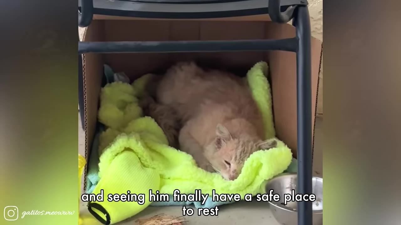 A light orange cat sleeping peacefully on a bright green blanket inside a cardboard box shelter.
