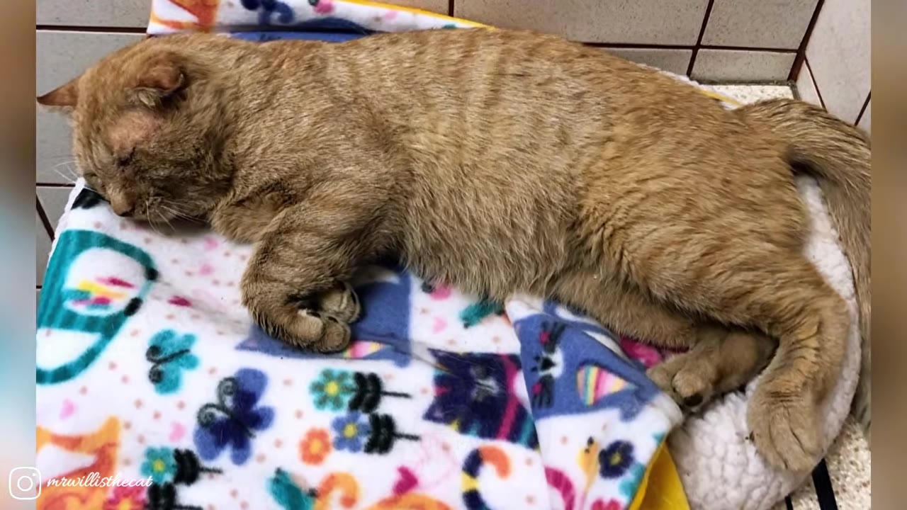 An orange tabby cat with scarred ears lies sleeping peacefully on a colorful patterned blanket.