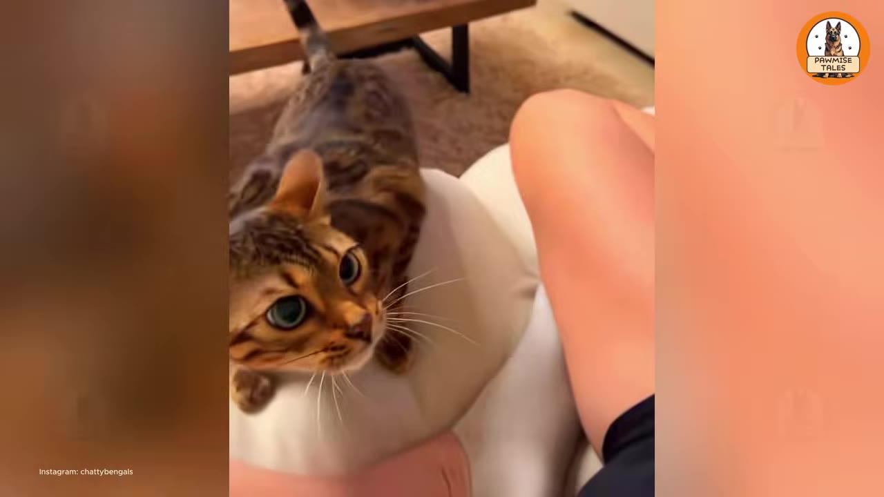 A Bengal cat with large, expressive eyes looks up affectionately at its owner while resting on a white cushion.