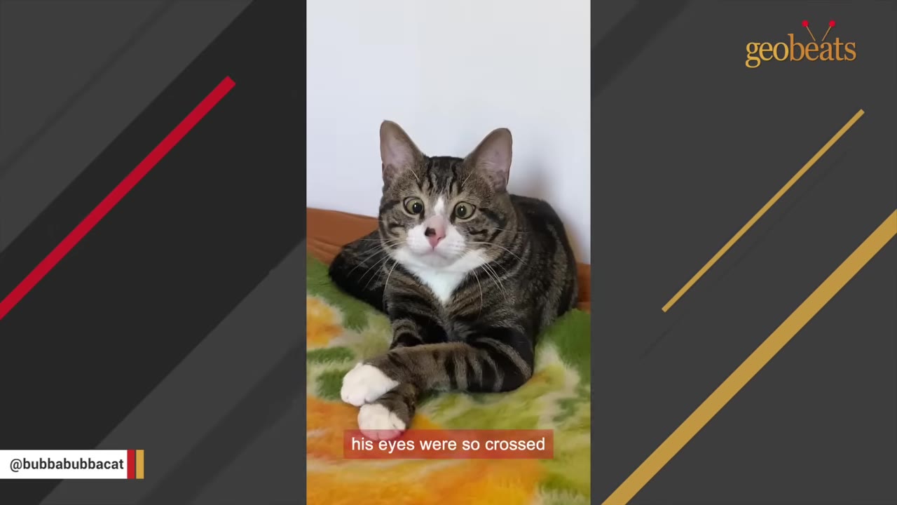 A tabby cat with white paws and chest lies on a colorful blanket, looking directly at the camera with noticeably crossed eyes.