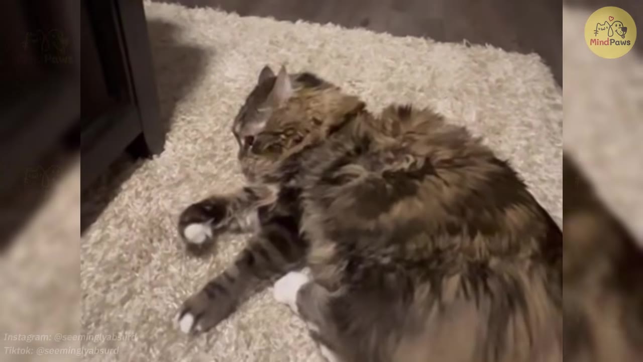 A fluffy brown and grey tabby cat with white paws lying on a light-colored shag rug.