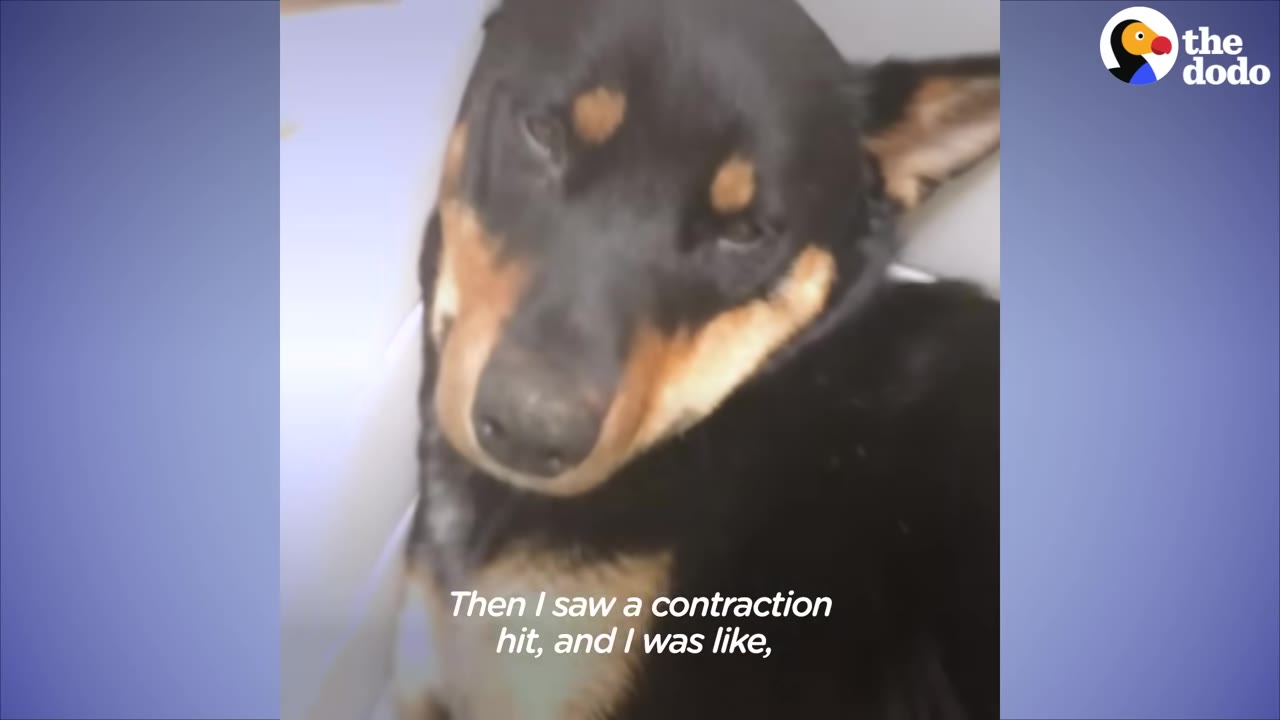 A close-up of a black and tan dog looking tired with her head tilted, with text overlay reading 'Then I saw a contraction hit, and I was like,'