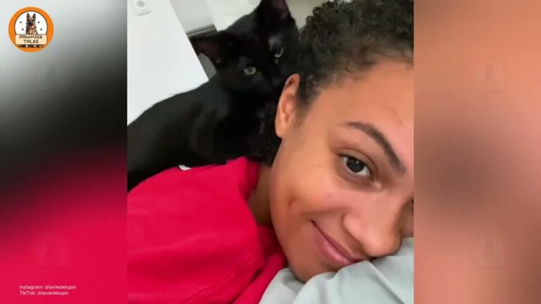 Couple Went To Texas Shelter Just To Look, Then A Screaming Kitten Made Her Move