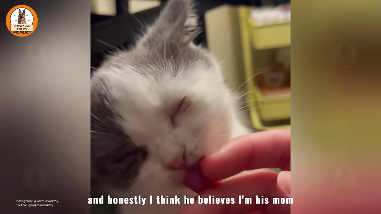 A close-up of a small grey and white kitten with its eyes closed, licking a person's finger.
