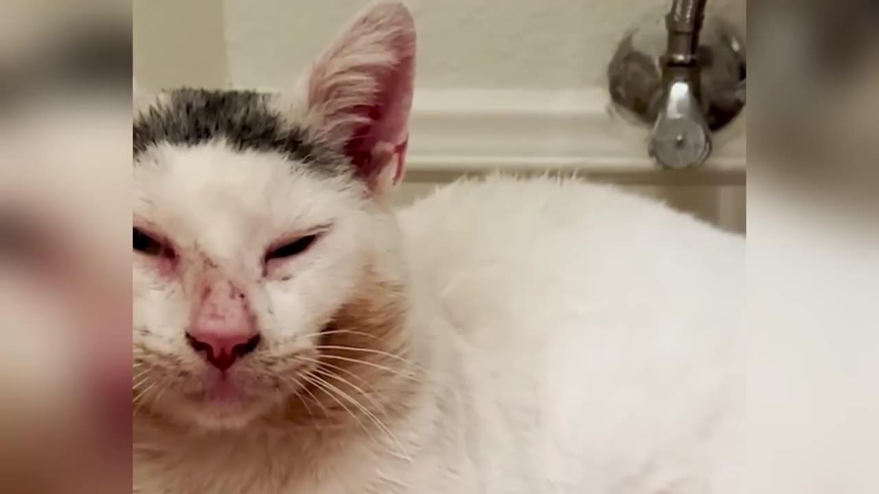 A close-up shot of a white cat with grey markings on its head, looking directly at the camera with a slightly dirty face.