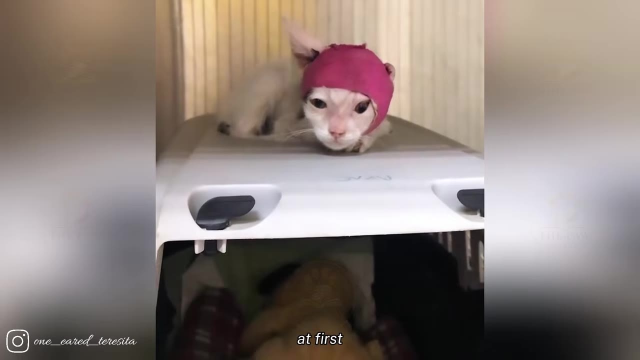 A small white kitten with a pink bandage wrapped around its head lies on top of a pet carrier, looking directly at the camera.