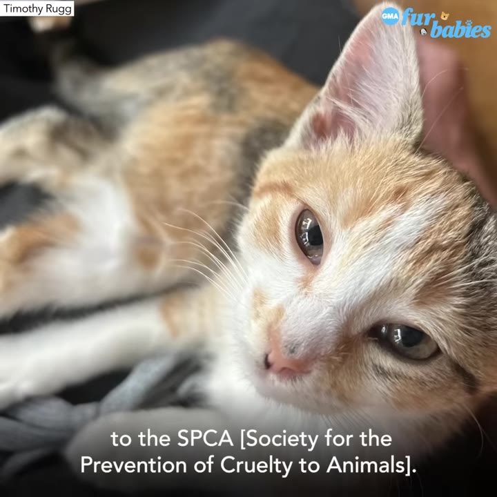 A close-up shot of a small calico kitten lying down, looking directly at the camera with wide eyes.