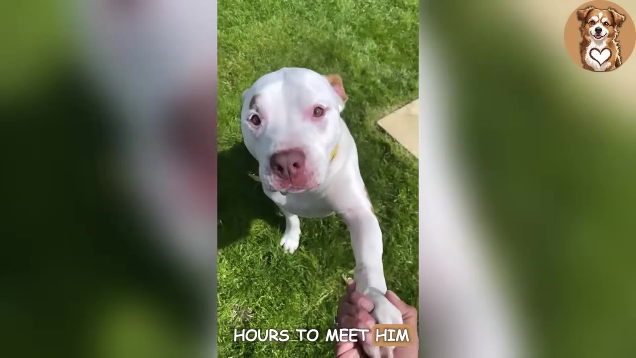 A white pit bull dog with pinkish skin around its eyes and nose looks up earnestly while placing its paw in a person's hand on a grassy lawn.