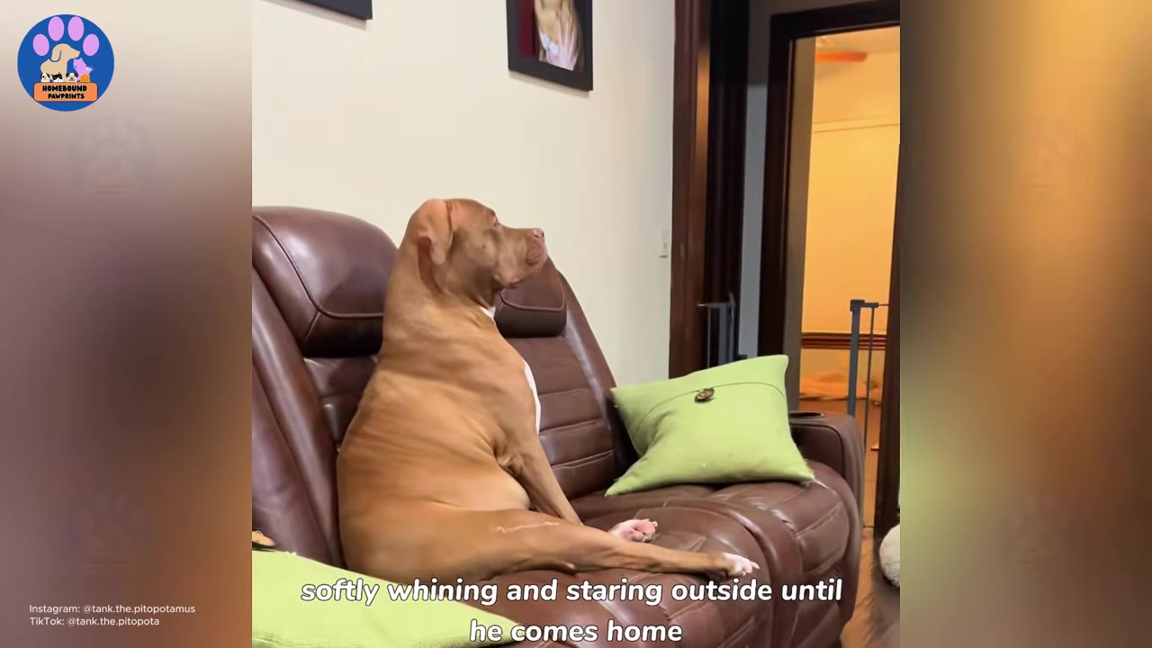 A tan pit bull sits upright like a human on a brown leather couch, staring intently toward an open doorway.