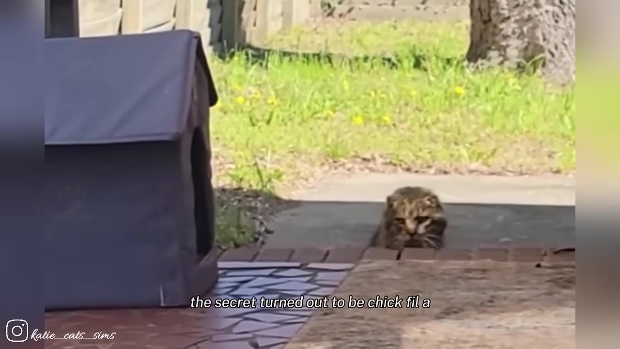 A tabby cat peeks over a brick step near a small grey pet house, with text on screen reading 'the secret turned out to be chick fil a'.