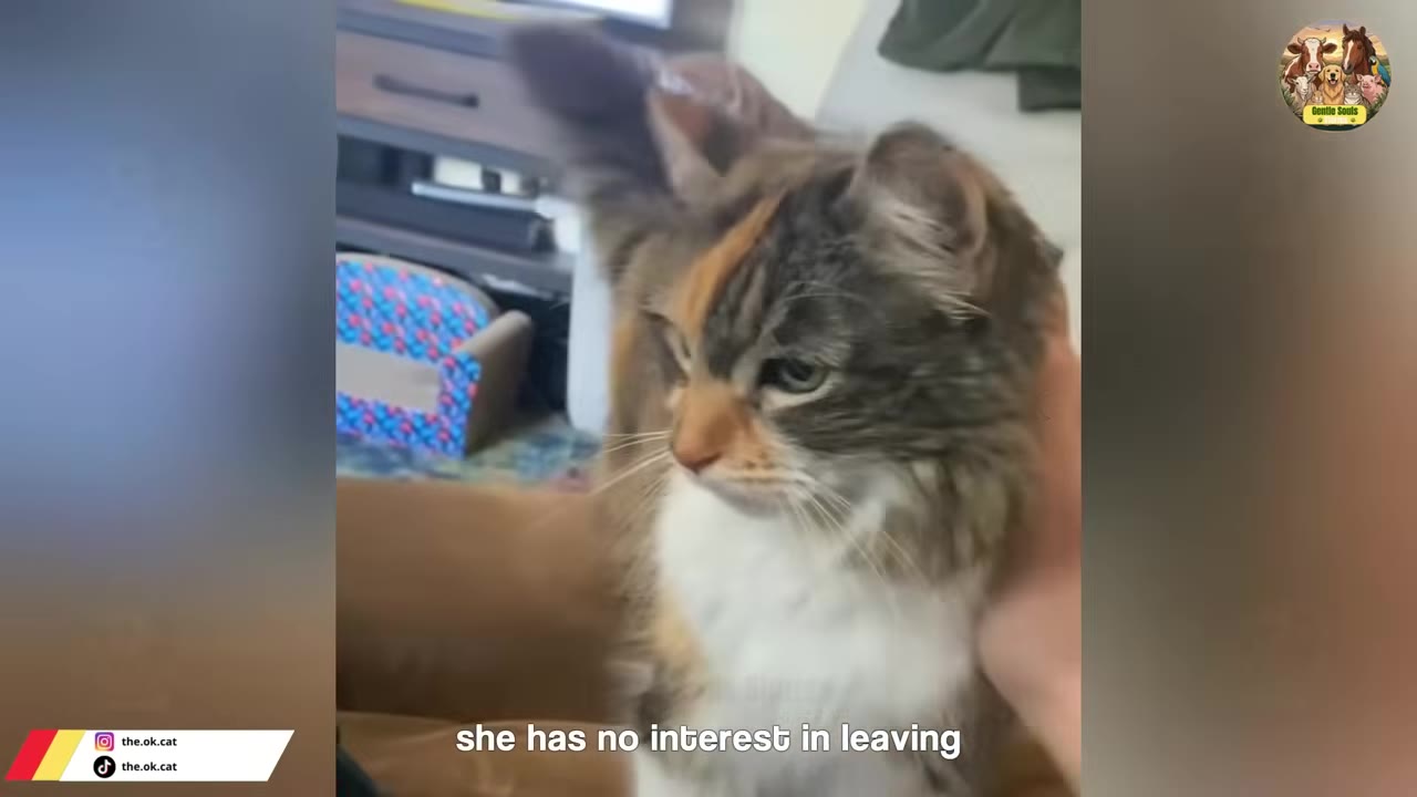 A fluffy calico cat sitting comfortably on a person's lap while being gently petted.