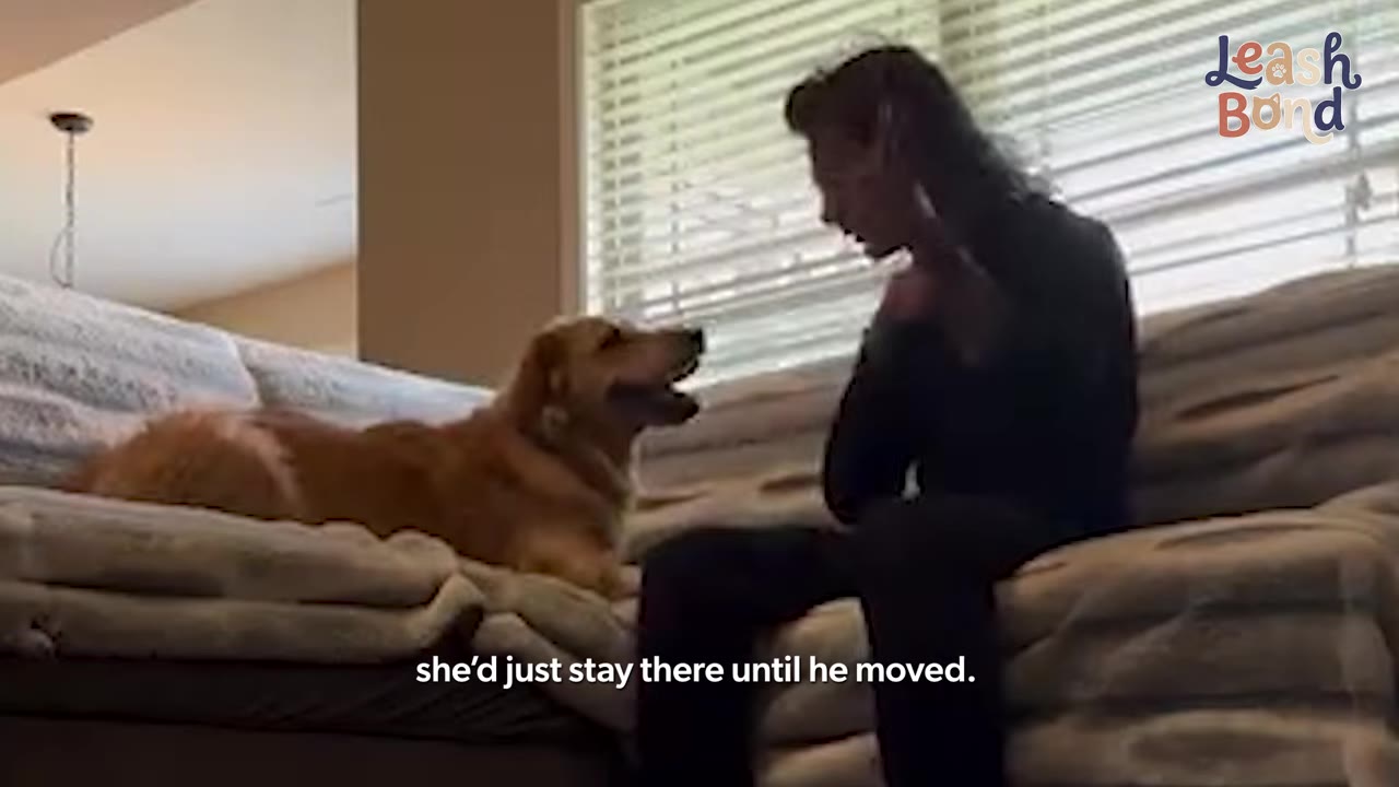 A golden retriever lies on a couch, looking attentively at a person sitting beside her.