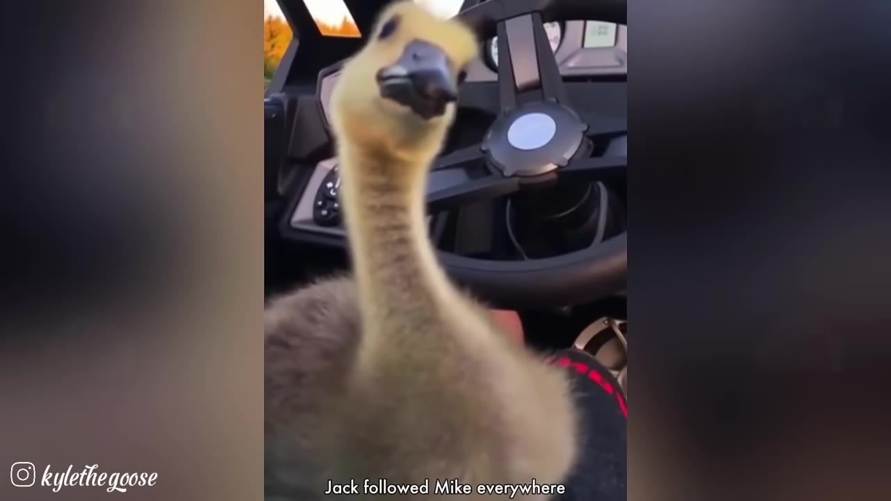 A close-up of a fluffy yellow and grey gosling looking directly into the camera inside a vehicle with a steering wheel visible in the background.