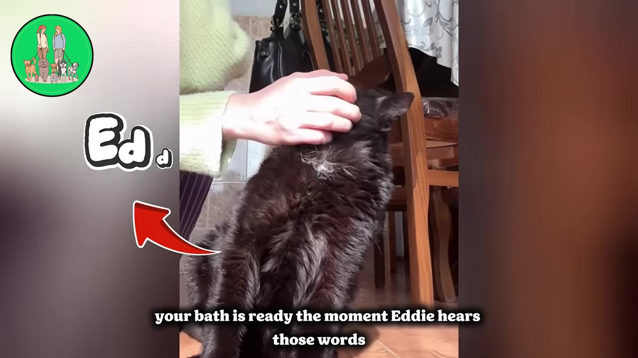 A person's hand petting a black cat on the head as it sits on the floor.