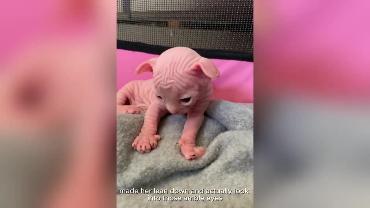 A small, hairless pink kitten sits on a grey blanket, looking forward with dark eyes.