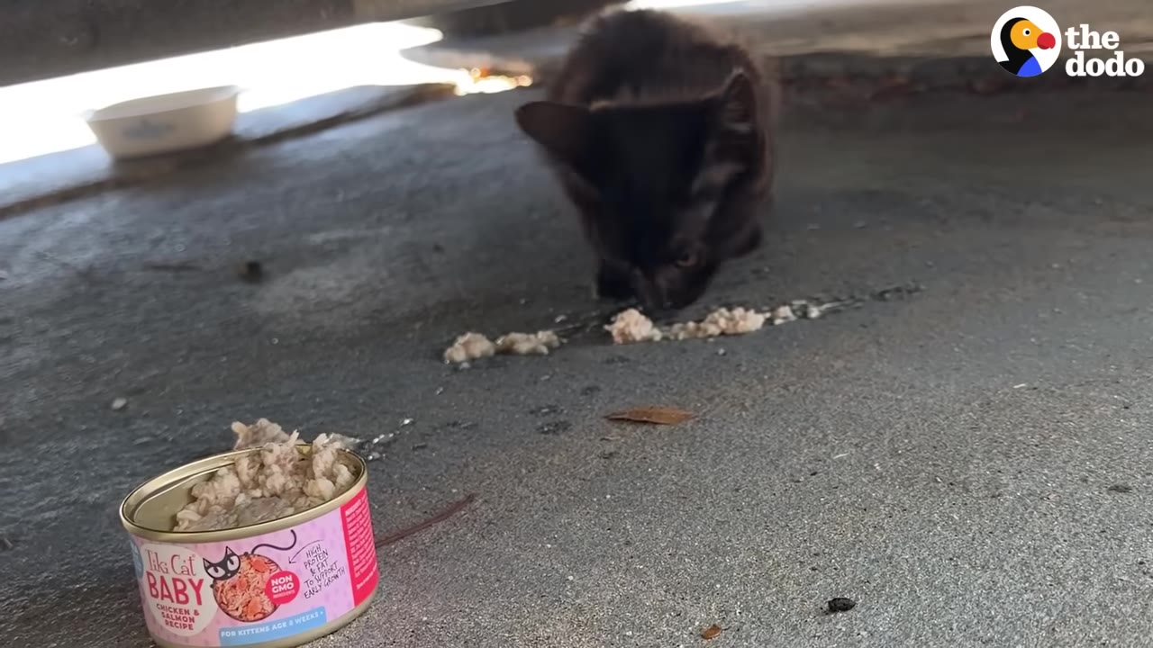 A small black kitten eats wet food placed on the pavement under a car next to an open can of Tiki Cat Baby food.