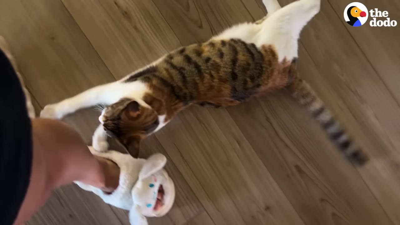 A calico cat lying on a wooden floor, reaching out with its paws to grab a person's foot wearing a white, fluffy slipper.