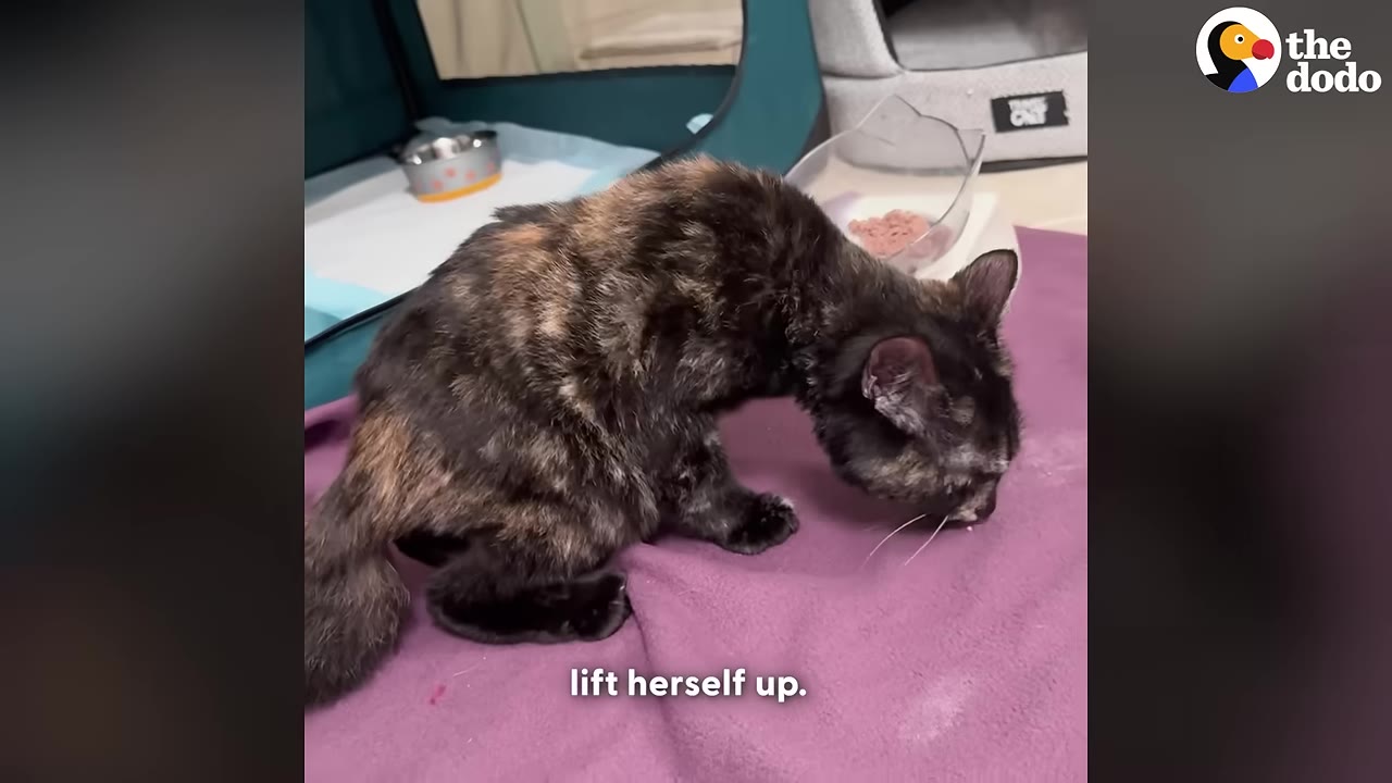 A tortoiseshell cat uses her front legs to lift her body up on a purple blanket.