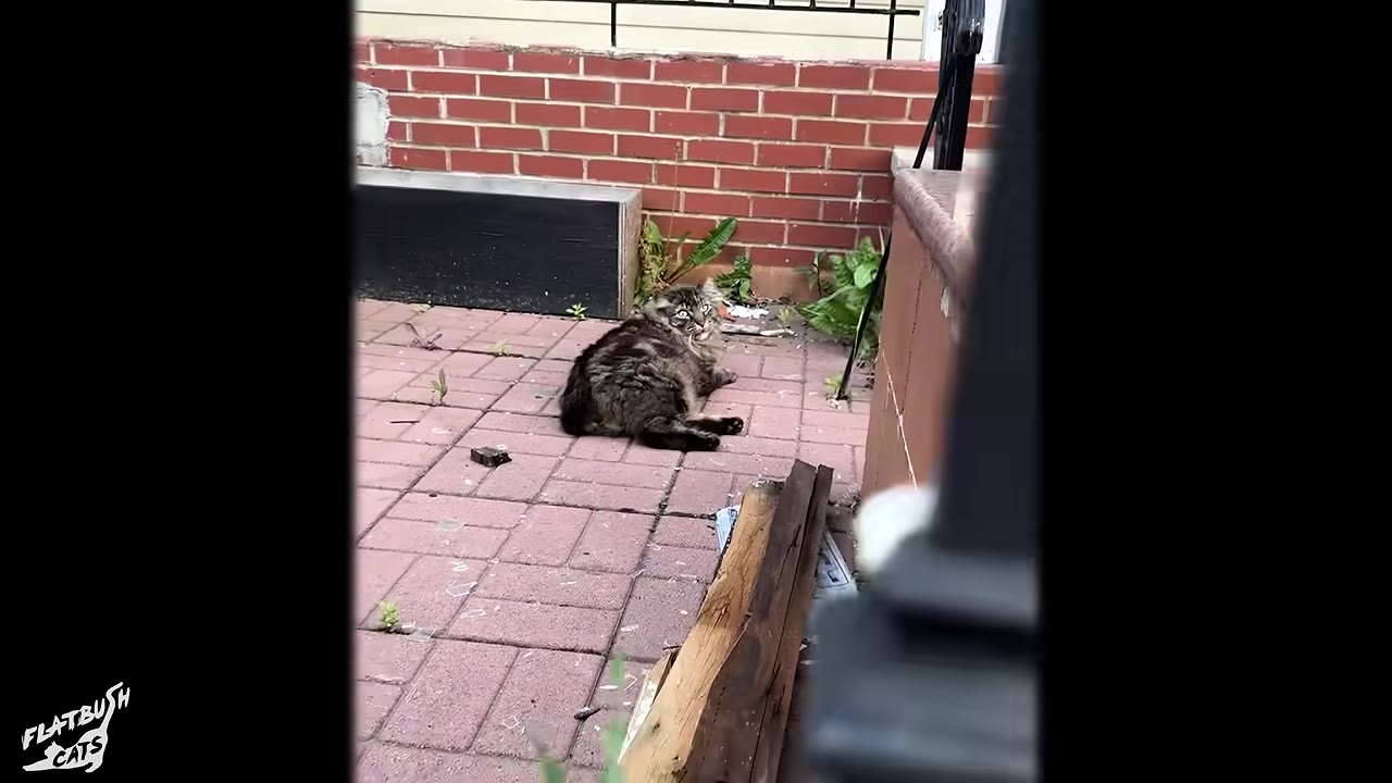 A fluffy, dark tabby cat lying on a brick patio next to a brick wall.