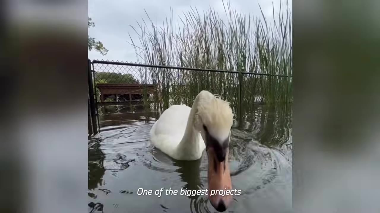 A white swan swims in a fenced-off area of water with tall reeds in the background.