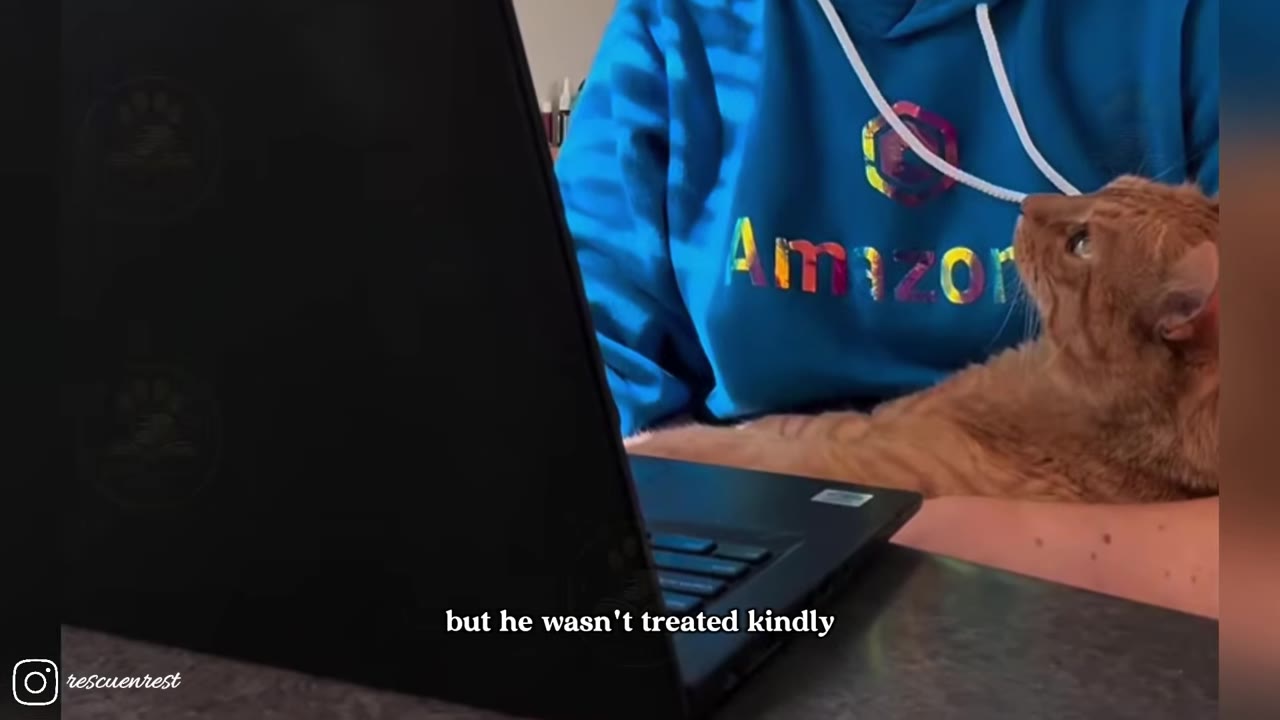 An orange cat sits on a person's lap in front of a laptop, looking up at the person who is wearing a blue hoodie.